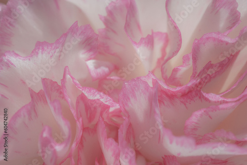 バラの花マクロ