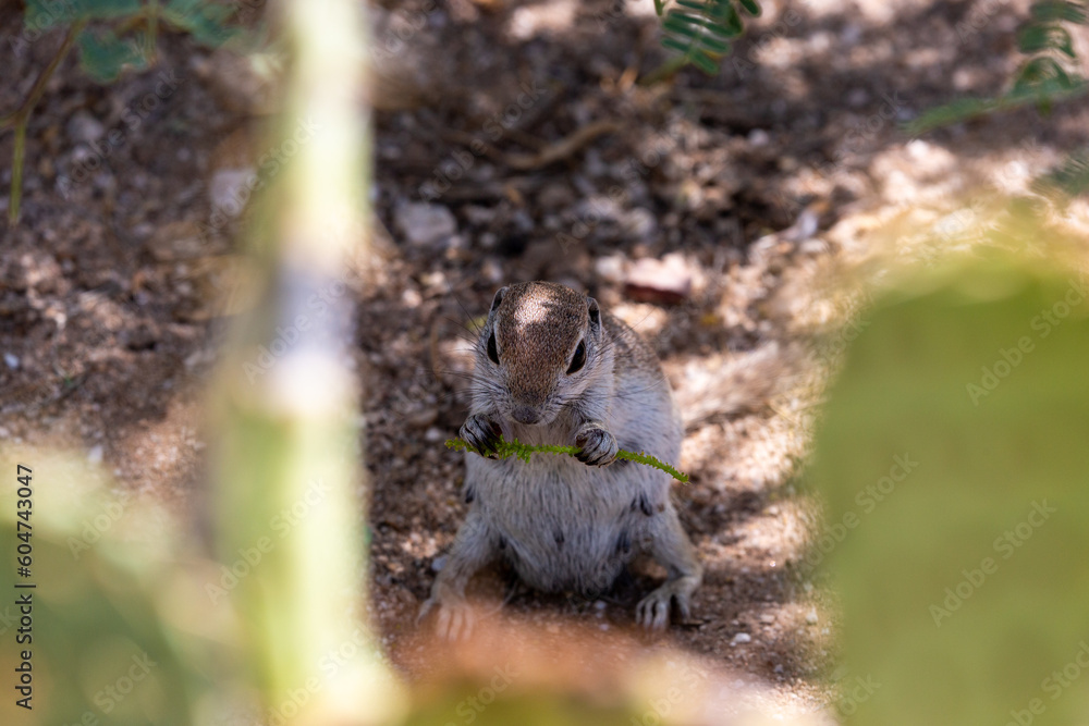Obraz premium An adult female round-tailed ground squirrel, Xerospermophilus tereticaudus, foraging for food in the Sonoran Desert. Cute native wildlife. Pima County, Tucson, Arizona, USA.