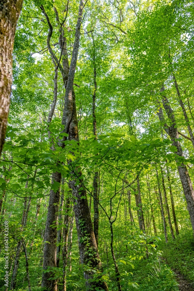 Obraz premium forest