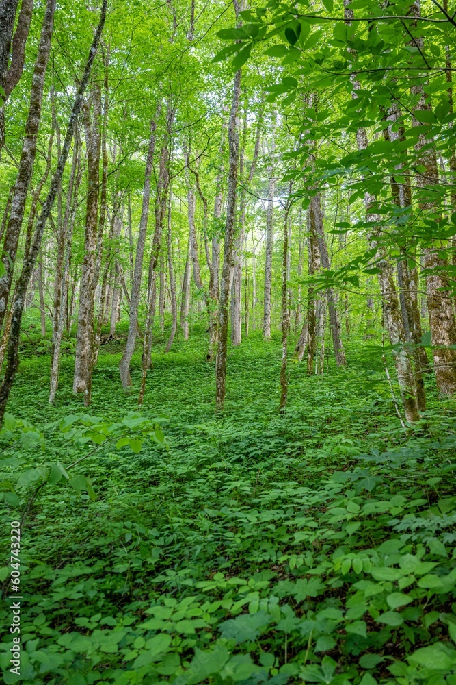 Obraz premium forest