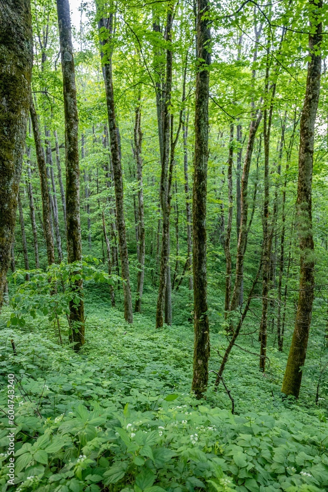 forest forest