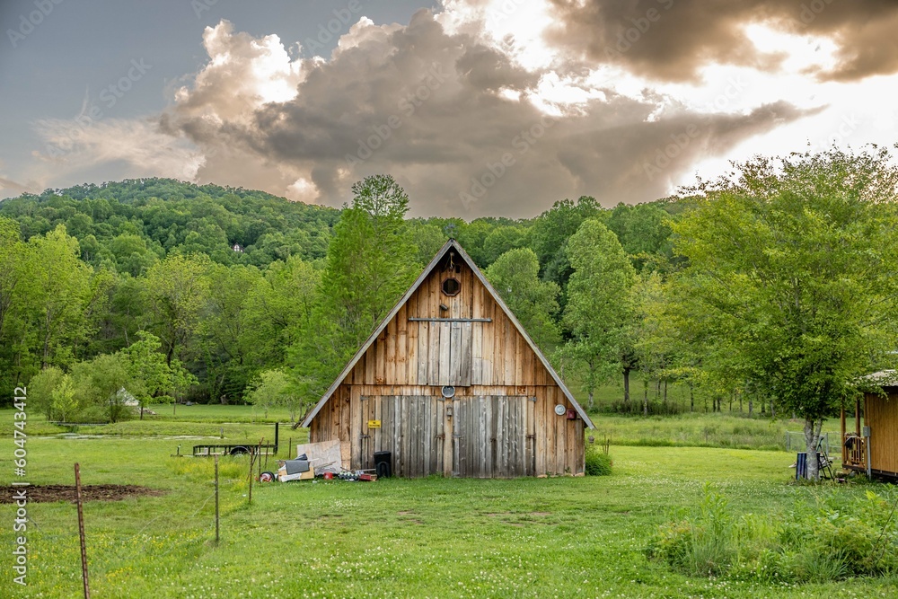 Obraz premium forest