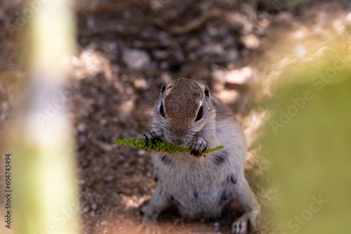 An adult female round-tailed ground squirrel, Xerospermophilus tereticaudus, foraging for food in the Sonoran Desert. Cute native wildlife. Pima County, Tucson, Arizona, USA. photo