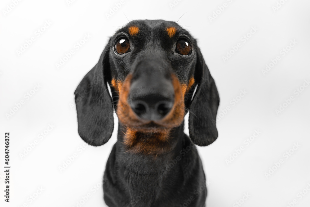 Cartoon distorted portrait of funny little dog with big nose, eyes looking curiously, begging for food. Annoying mischievous puppy filmed at wide angle, distorted face, muzzle. Joke distorting mirror
