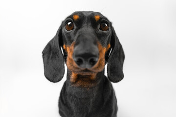 Cartoon distorted portrait of funny little dog with big nose, eyes looking curiously, begging for food. Annoying mischievous puppy filmed at wide angle, distorted face, muzzle. Joke distorting mirror