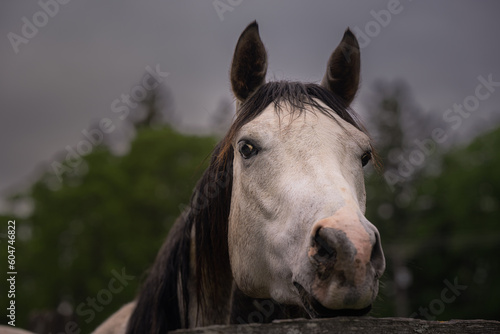 2023-05-19 A WHITE COLORED HORSE STARING OVER A FENCE WITH ITS EARS FORWARD AND NICE EYES AT A PINTO HORSE SHOW IN SPANAWAY WASHINGTON © Michael J Magee