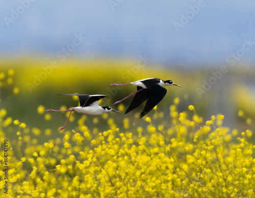 Close view of a black-necked stilts flying over yellow flowers, seen in a North California marsh © ranchorunner