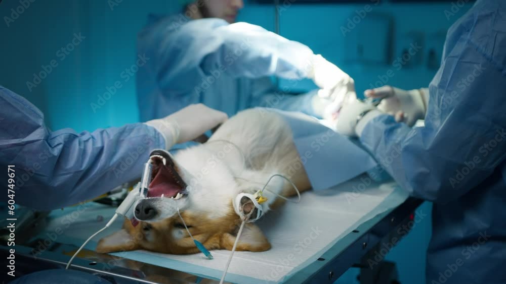 Vidéo Stock Veterinarians stitching dog stomach area after professional