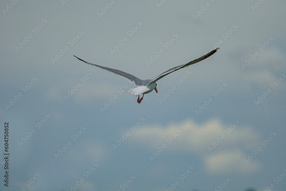 Seagull soaring through the cloudy sky Seagull soaring through the cloudy sky