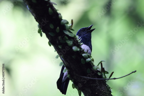 Blue-and-White Flycatcher (Cyanoptila cyanomelana) male in Japan photo