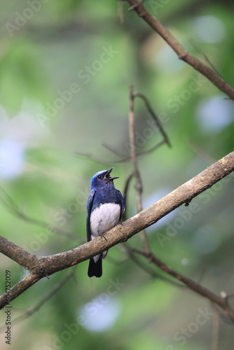 Blue-and-White Flycatcher (Cyanoptila cyanomelana) male in Japan photo