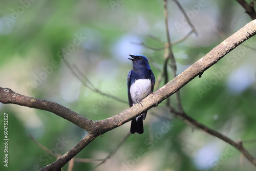 Blue-and-White Flycatcher (Cyanoptila cyanomelana) male in Japan