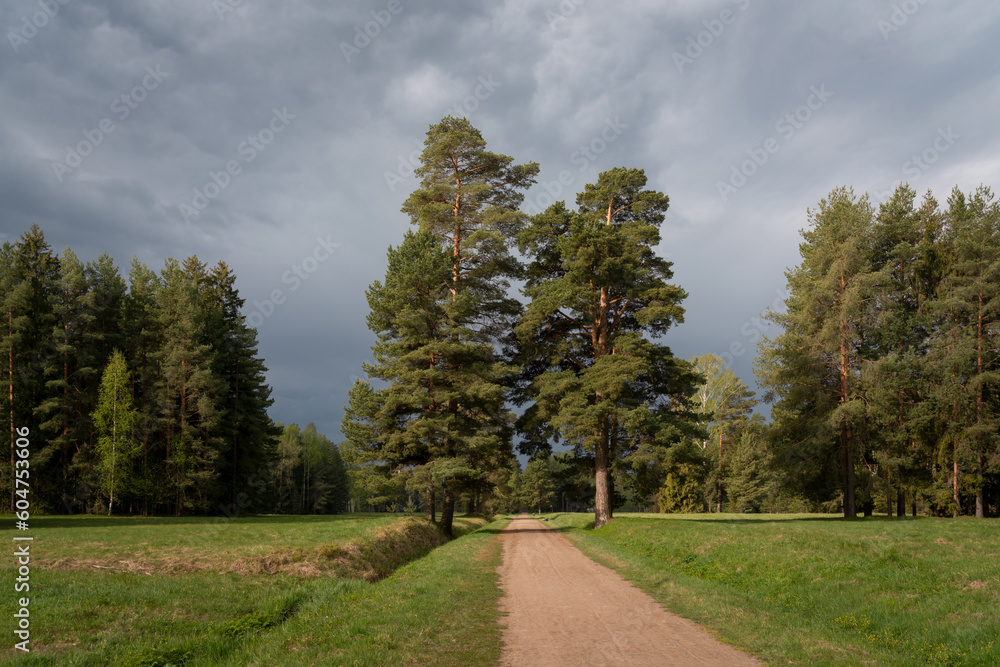 Alley in Pavlovsk Park in the White Birch area through a meadow with pine trees on a summer day, Pavlovsk, St. Petersburg, Russia
