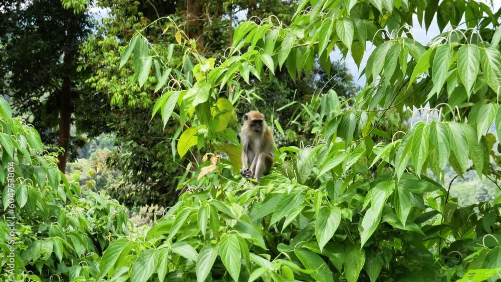 Monkey sitting on the trees with forest background on a sunny day at Colmar Tropicale highland, Malaysia Monkey sitting on the trees with forest background on a sunny day at Colmar Tropicale highland, Malaysia