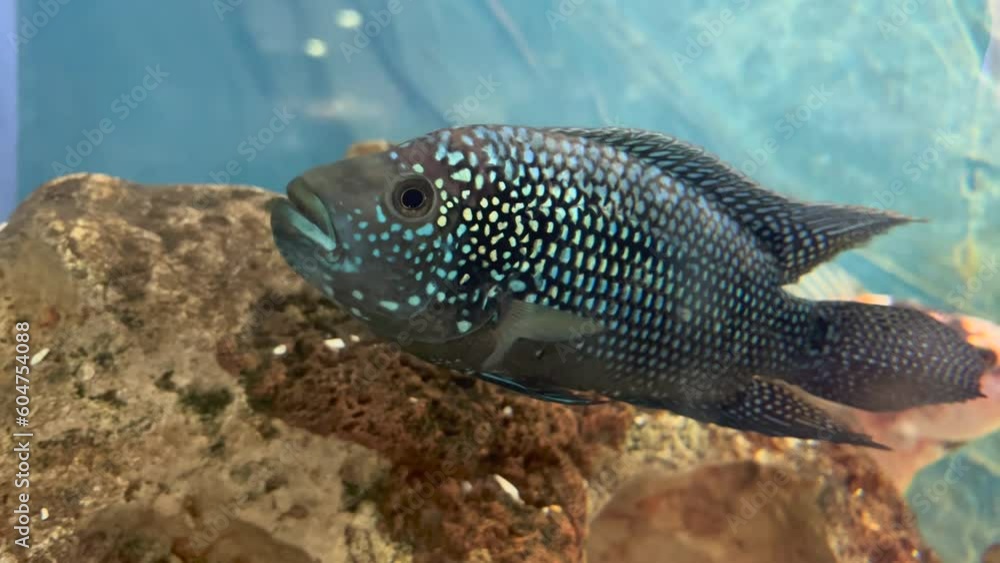 Jewel fish in cichlid fish aquarium with super final blue background Jewel fish in cichlid fish aquarium with super final blue background