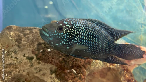 Jewel fish in cichlid fish aquarium with super final blue background photo