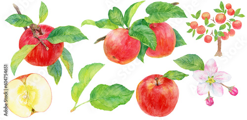 リンゴの実と枝葉の水彩画イラスト 素材集