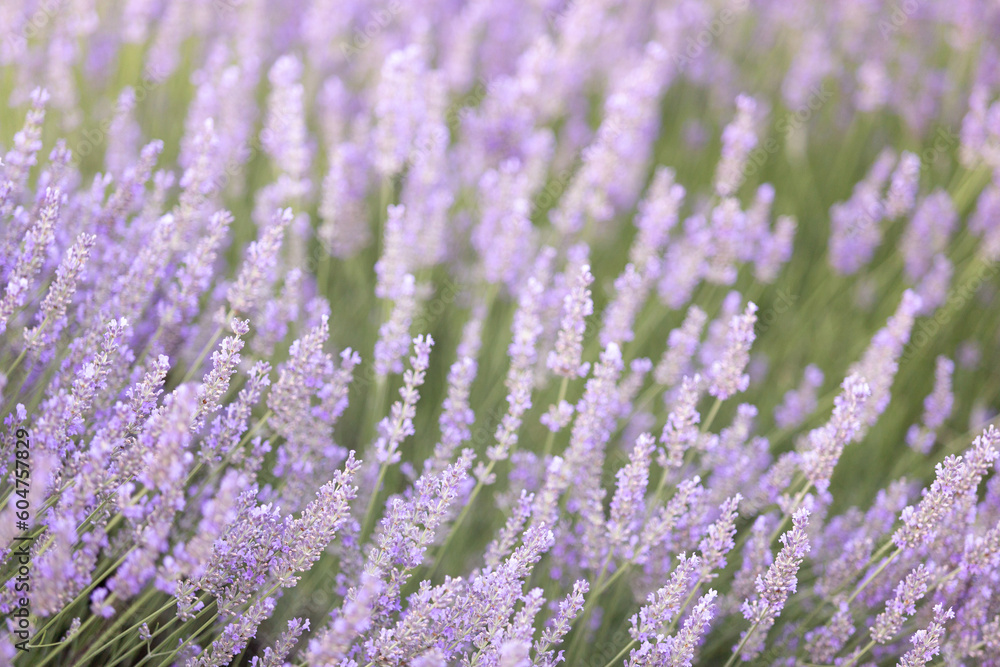 Fototapeta premium Lavender bushes closeup on sunset. Sunset gleam over purple flowers of lavender. Provence region of France.