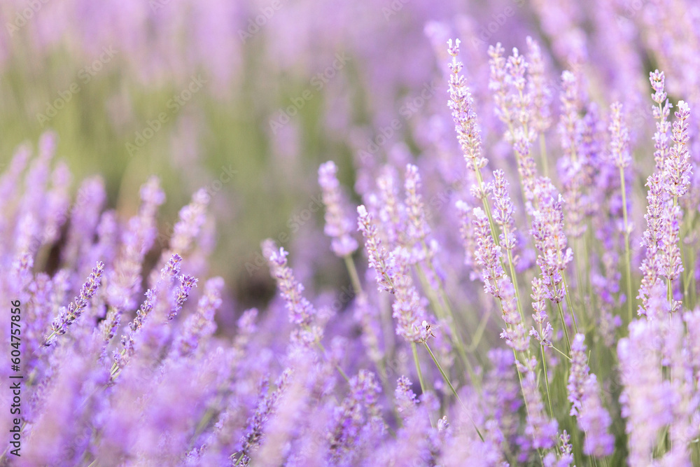 Naklejka premium Lavender bushes closeup on sunset. Sunset gleam over purple flowers of lavender. Provence region of France.