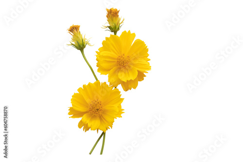 yellow flowers cosmos arrangement flat lay postcard style