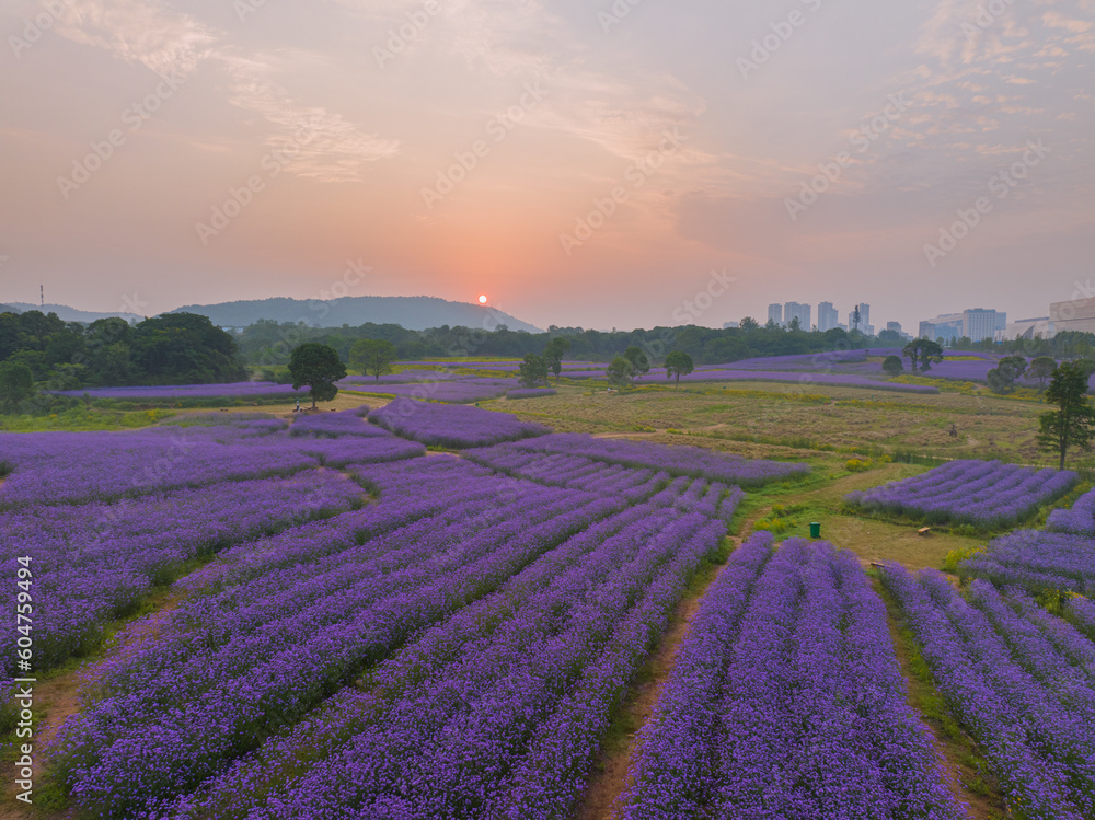 Aerial view of Jiufengshan Flower Sea Park in Wuhan Optics Valley Aerial view of Jiufengshan Flower Sea Park in Wuhan Optics Valley