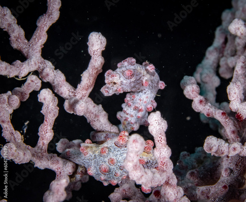 Bargibant's Pygmy Seahorse (𝘏𝘪𝘱𝘱𝘰𝘤𝘢𝘮𝘱𝘶𝘴 𝘣𝘢𝘳𝘨𝘪𝘣𝘢𝘯𝘵𝘪) - grey red variant