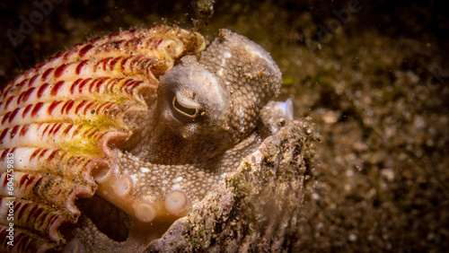 Coconut Octopus shot in Anilao, Batangas, Philippines
