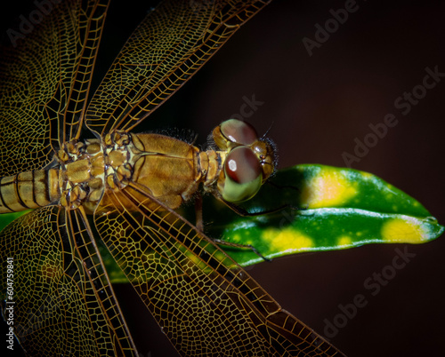 dragonfly close up