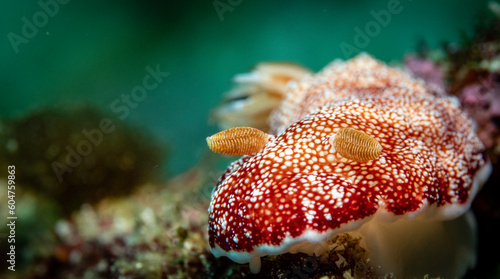 Nudibranch (𝘎𝘰𝘯𝘪𝘰𝘣𝘳𝘢𝘯𝘤𝘩𝘶𝘴 𝘳𝘦𝘵𝘪𝘤𝘶𝘭𝘢𝘵𝘶𝘴)
 Shot in Anilao, Batangas, Philippines 