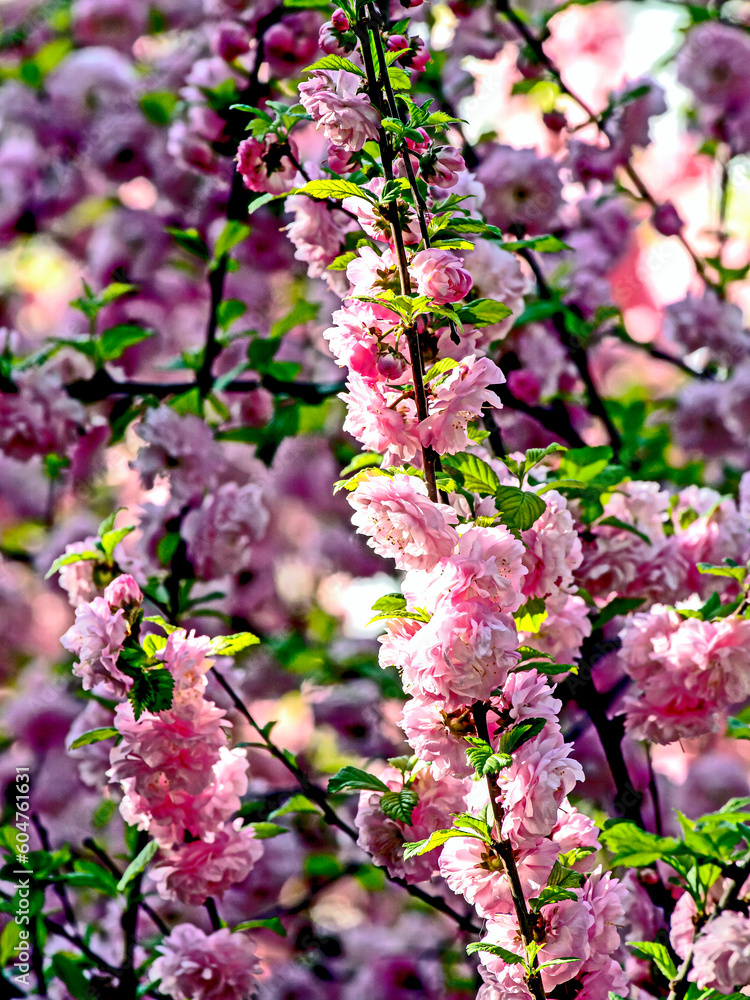 first cherry blossoms bloomed in the garden first cherry blossoms bloomed in the garden