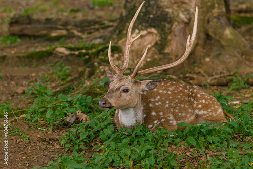 Male spotted deer in captivity © Komodo Studios 