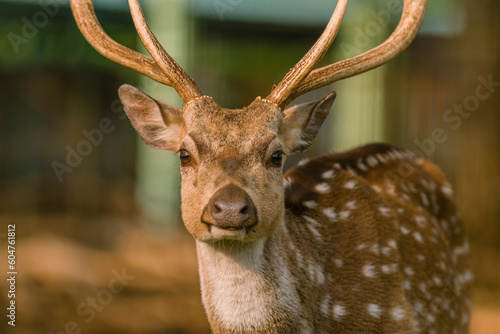 Canvas Print Male spotted deer in captivity