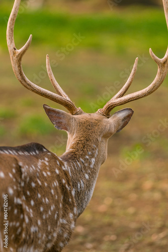 Canvas Print Male spotted deer in captivity