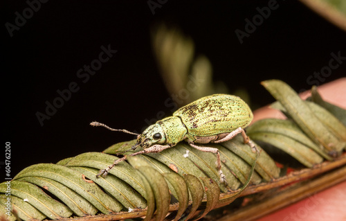 green macro weevil insect from costa rica © Andres