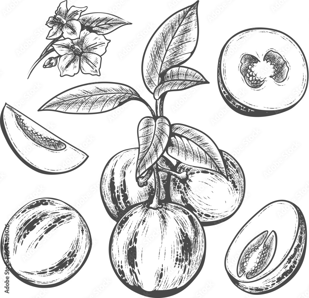 Fototapeta premium Pepino fruit engraving