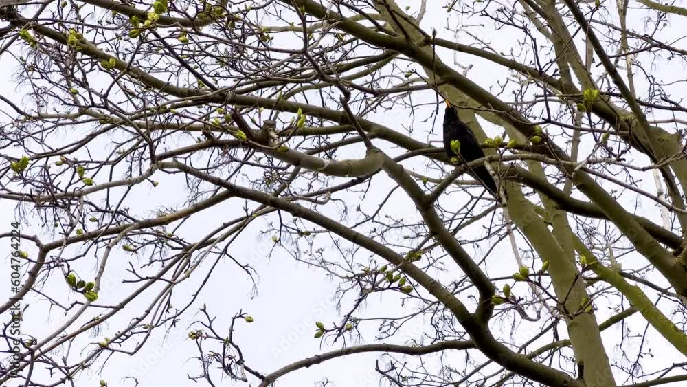 Common Blackbird (Turdus merula) in slow motion. Watch this true thrush species with its black plumage and melodic song. Captured in a wide shot, witness its graceful movements and flight patterns.