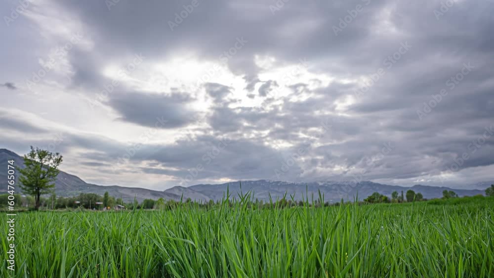 Light Blue Toned Sky Above Countryside Rural Field Landscape With Young Green Wheat Sprouts Light Blue Toned Sky Above Countryside Rural Field Landscape With Young Green Wheat Sprouts