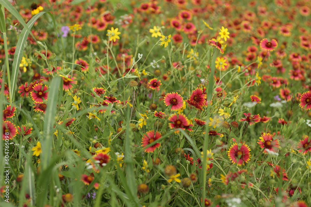 field of poppies