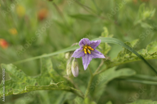 bee on a flower