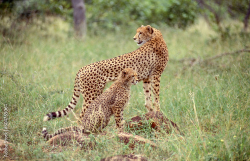 Cheetah Cub With Mother