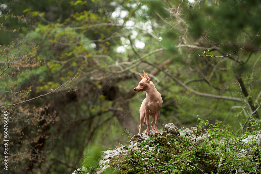 dog in the forest. American Hairless Terrier in nature. Small pet walking on open air dog in the forest. American Hairless Terrier in nature. Small pet walking on open air