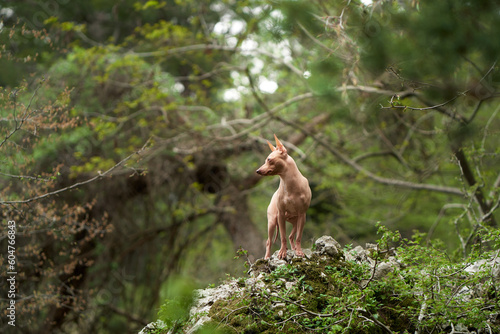 dog in the forest. American Hairless Terrier in nature. Small pet walking on open air 