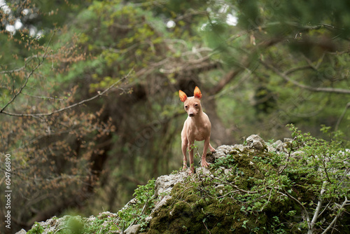 dog in the forest. American Hairless Terrier in nature. Small pet walking on open air 