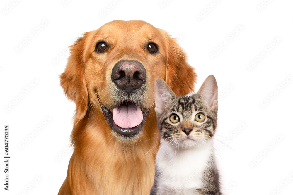 Golden retriever dog and cat portrait together on white background	