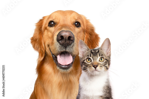 Golden retriever dog and cat portrait together on white background 