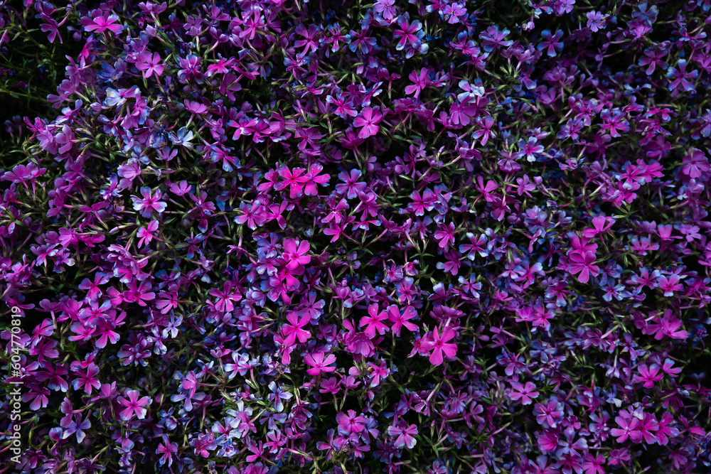 Obraz premium flowers background