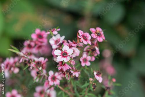 A manuka flower found in a park flower bed. manuka myrtle, Tea tree © two K