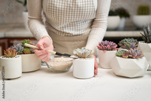 Woman putting soil into ceramic pot for Echeveria Succulent rooted cutting transplantation
