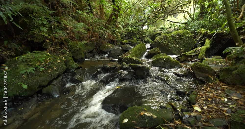 Stream in temperate forest wild lush nature ecosystem, New Zealand South Island Stream in temperate forest wild lush nature ecosystem, New Zealand South Island