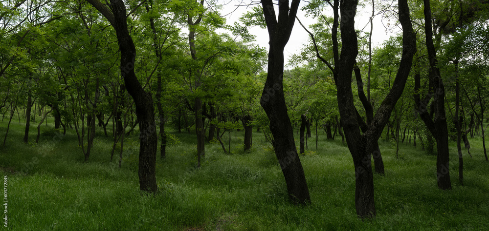 Panorama of a deciduous forest with lush soft dense green grass. Panorama of a deciduous forest with lush soft dense green grass.